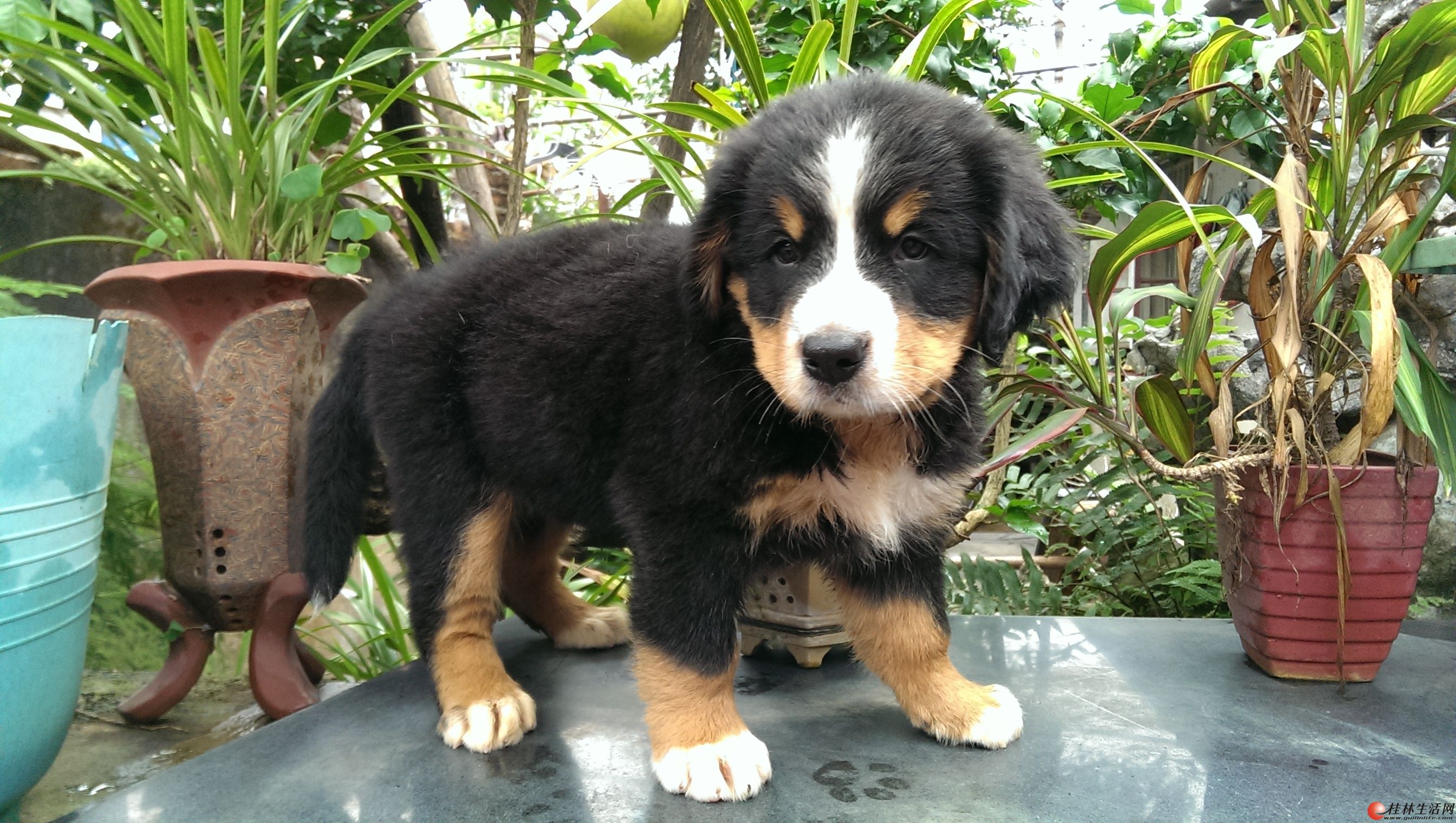 八月十五号出生的伯恩山幼犬,一公一母开始出售