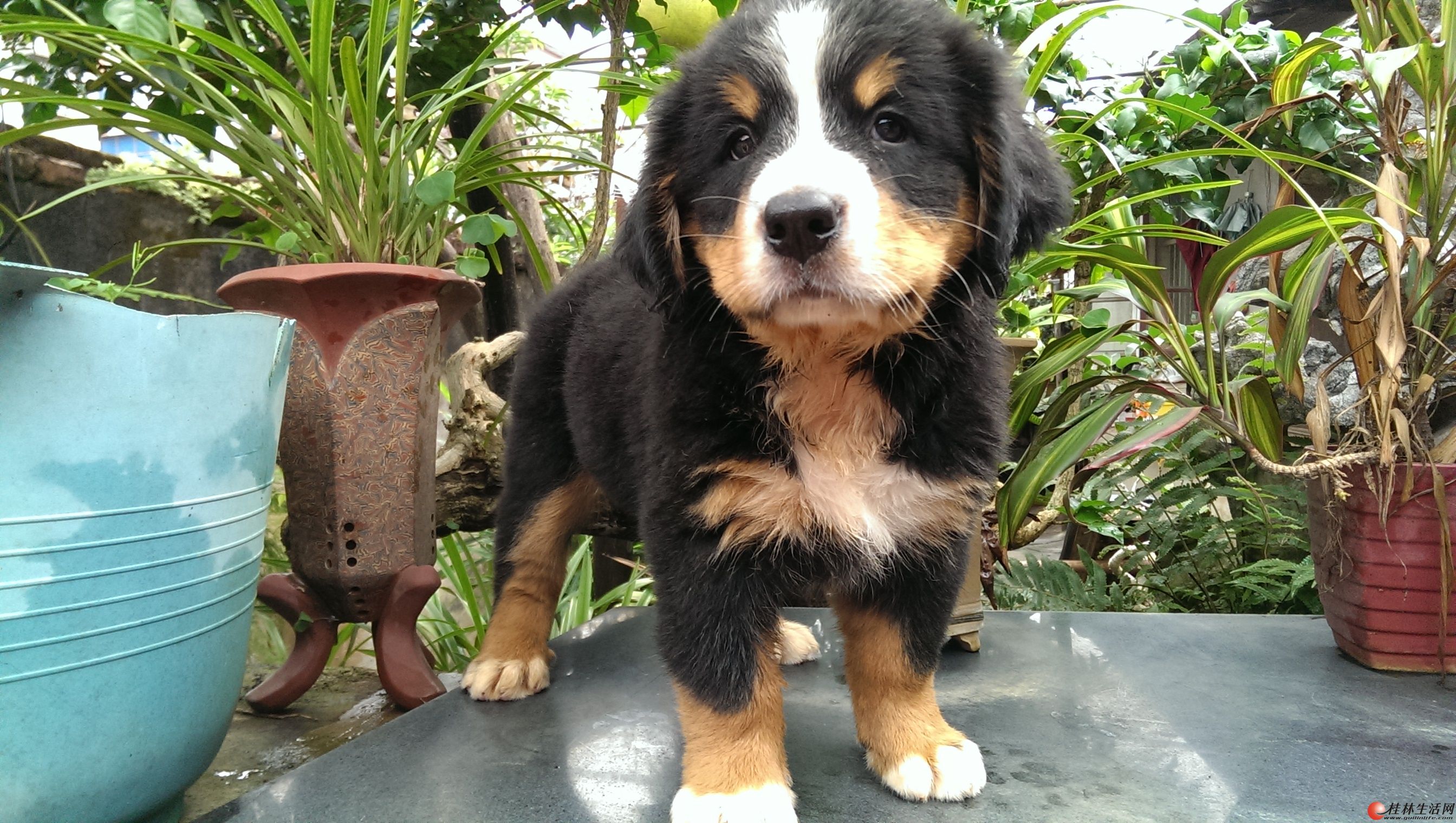 八月十五号出生的伯恩山幼犬,一公一母开始出售