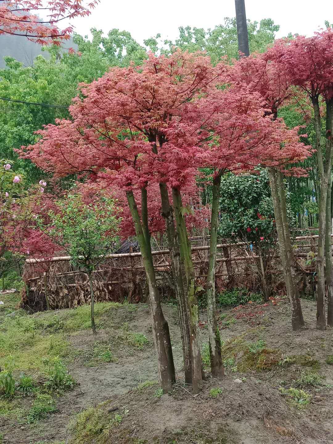 大量供應廣西羽毛楓,廣西古樁紅楓,廣西骨架紅楓