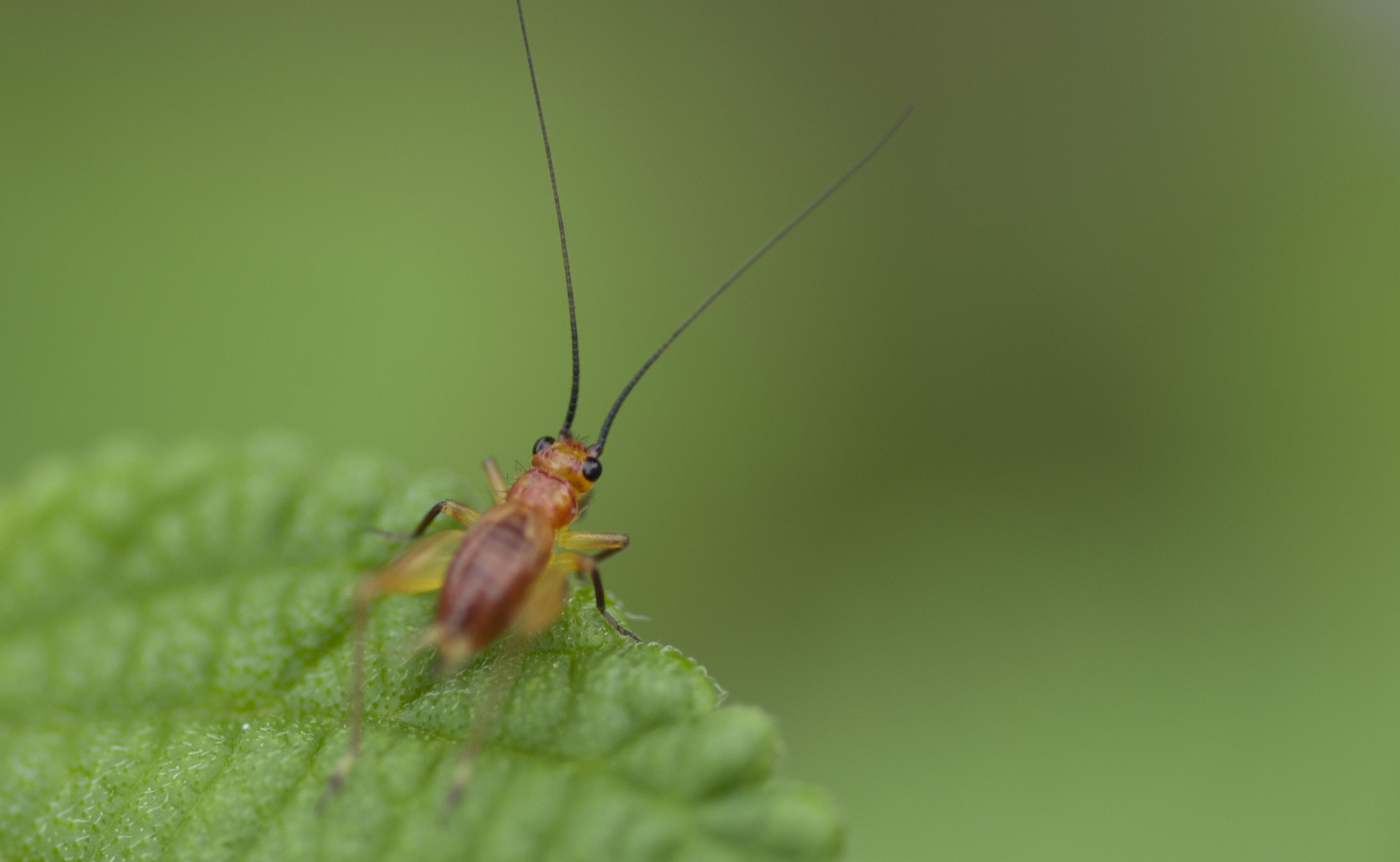 蚂蚁蝈蝈小昆虫