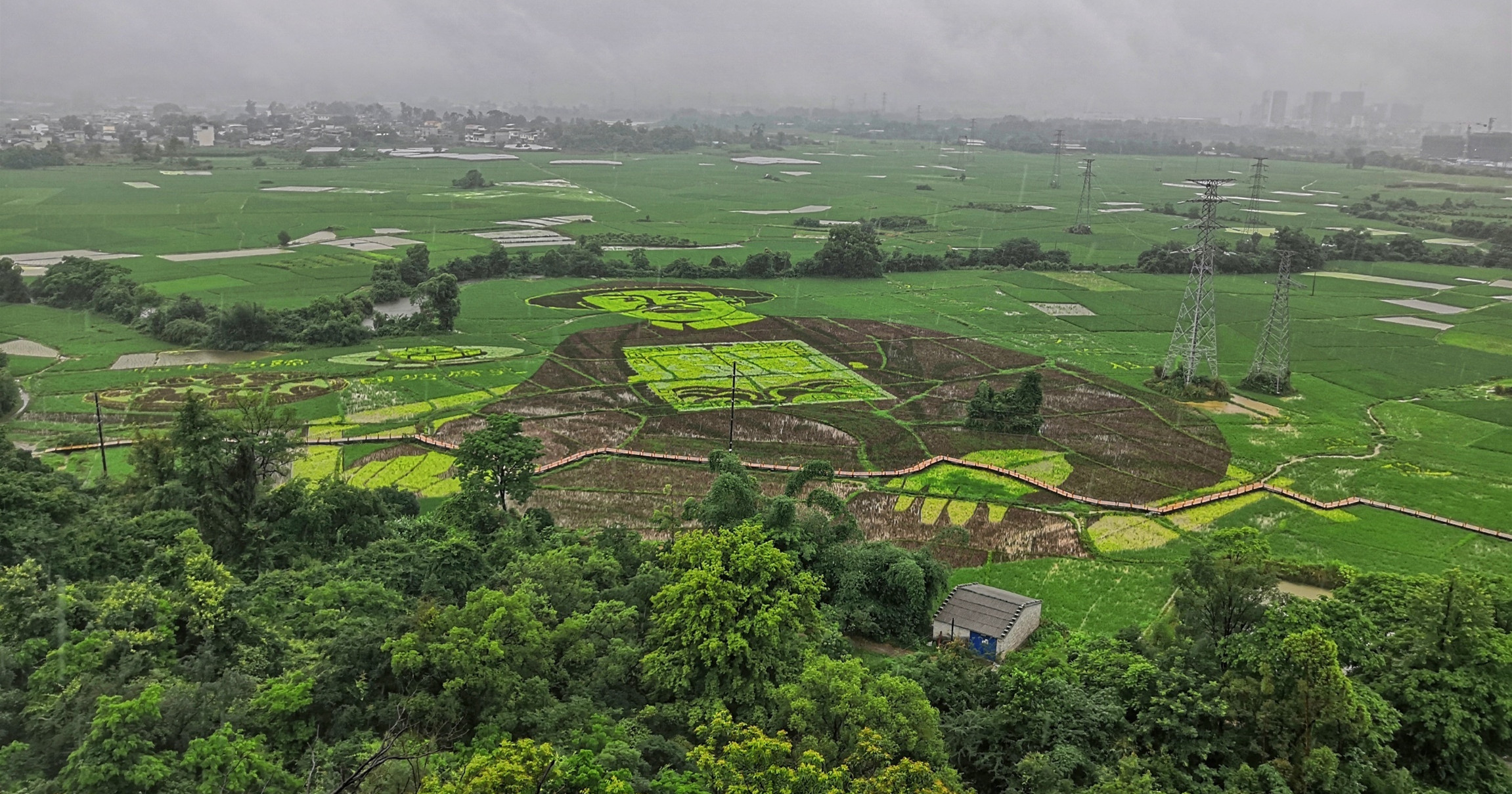 哇！临桂这个村惊现巨幅稻田画