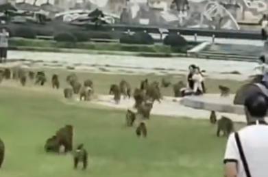桂林一公园内，大群猴子集体狂奔！网友：“马喽”是在上体育课吗？