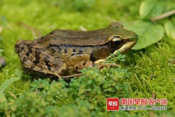 广西桂林漓江流域发现新物种 它长这样