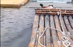 00后男子在桂林坐竹筏漂流，見到鴨子激動喊“哥”！網友：它是懂人情世故的