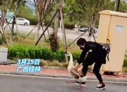 桂林一高校“鵝學長”迷路，兩位男同學一路護送它“回家”！鵝：學弟太熱情了