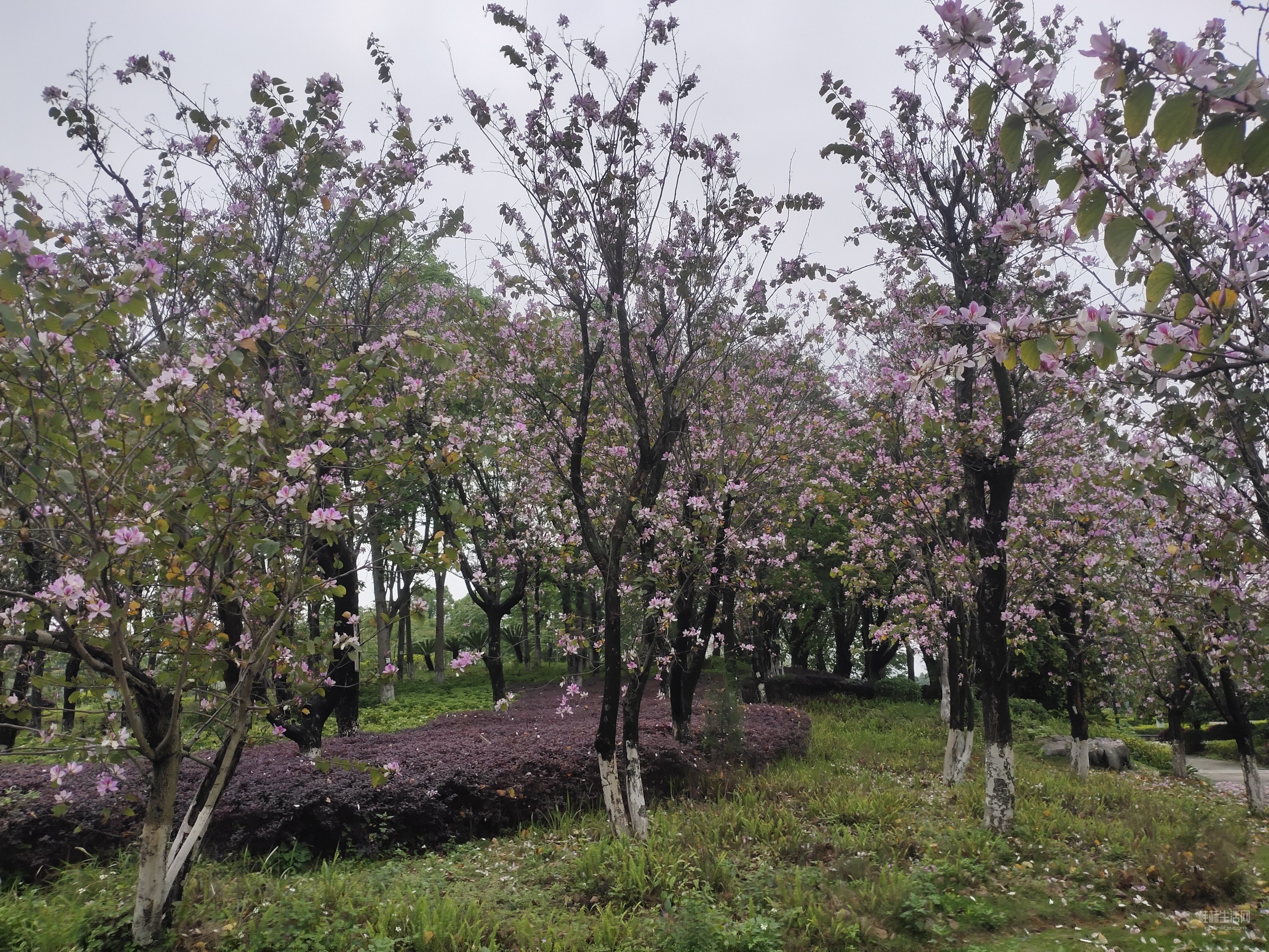 桂林紫荊花開，跟風柳州，大美廣西
