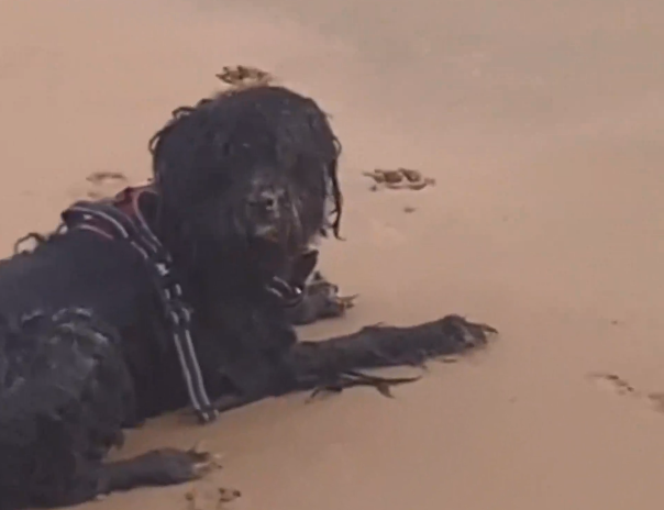 網友拍到廣西一海灘上出現“神秘生物”，沒想到竟是一只黑色小狗！
