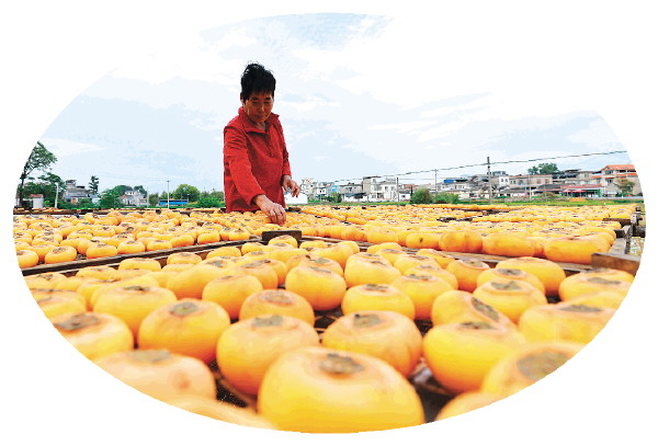 第二十屆桂林恭城月柿節開幕