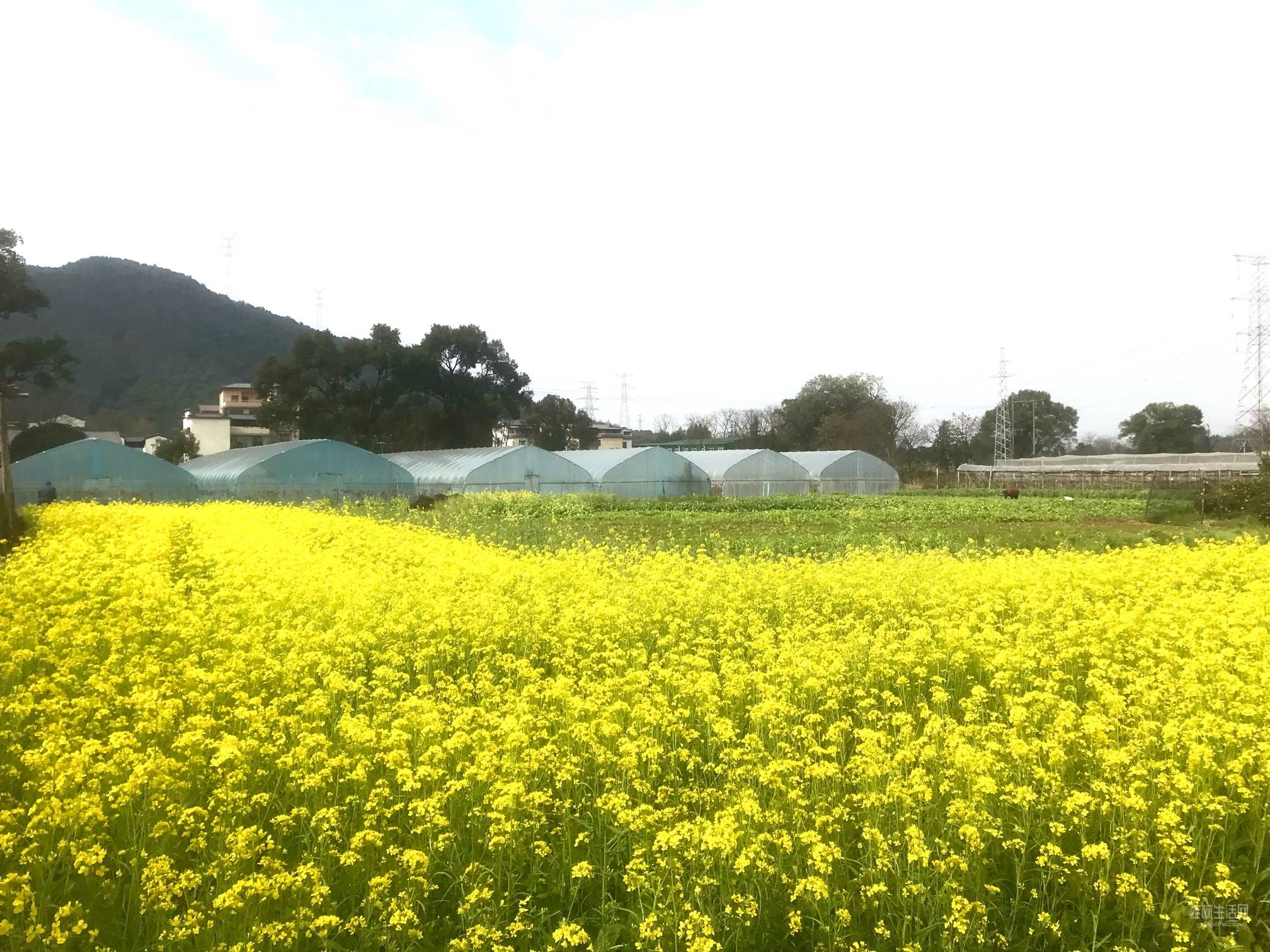 农村田园风光 真实图片