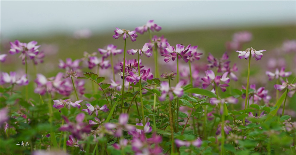 桂林公平湖紫云英开花了