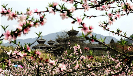 灵川海洋天桃桃花，一道乡村靓丽的风景线