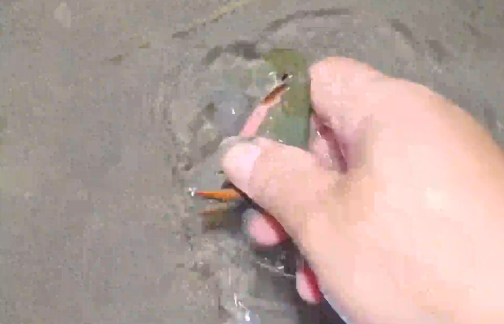 “抓不完，根本抓不完”！又到了桂林人捡小龙虾的季节
