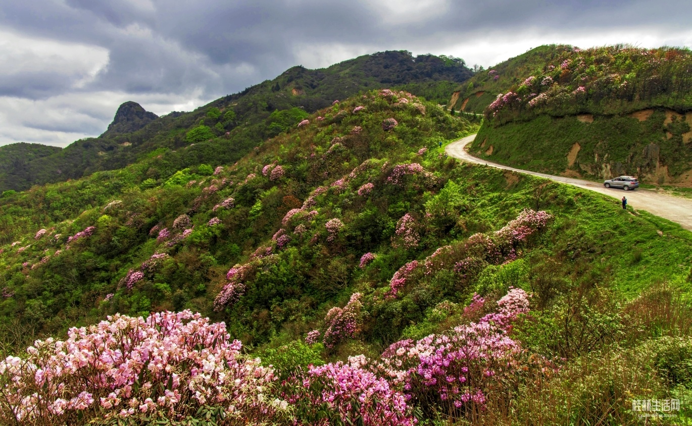 桂林最美的高山杜鵑花海