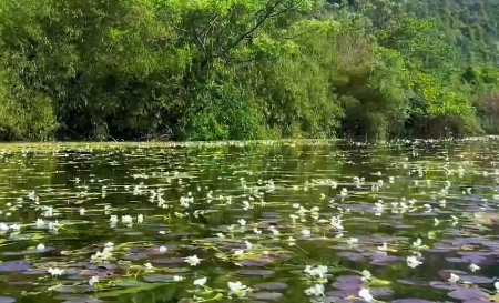 在桂林開滿小花的河里劃船是種什么樣的體驗