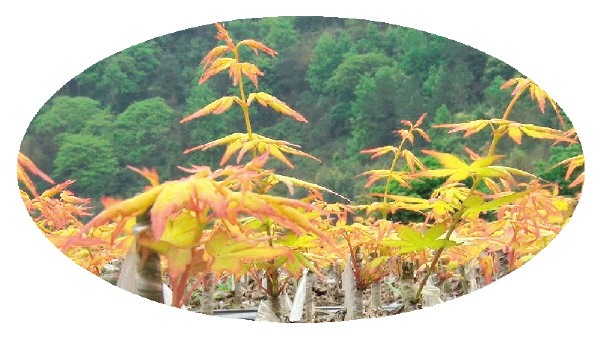 荔浦：彩叶枫种植 绘出多彩产业路