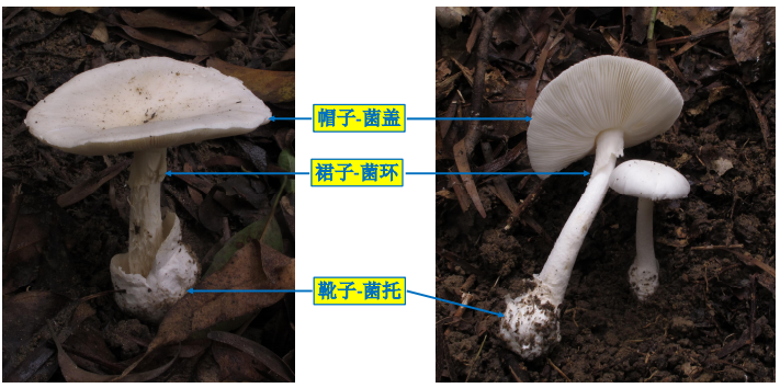中国6月份需要关注的毒蘑菇