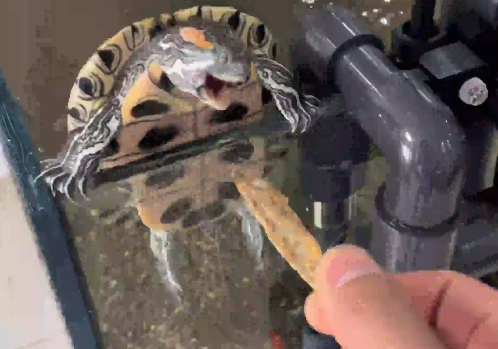 男子用小魚干喂食烏龜，烏龜被饞得開啟“渦輪增壓”模式