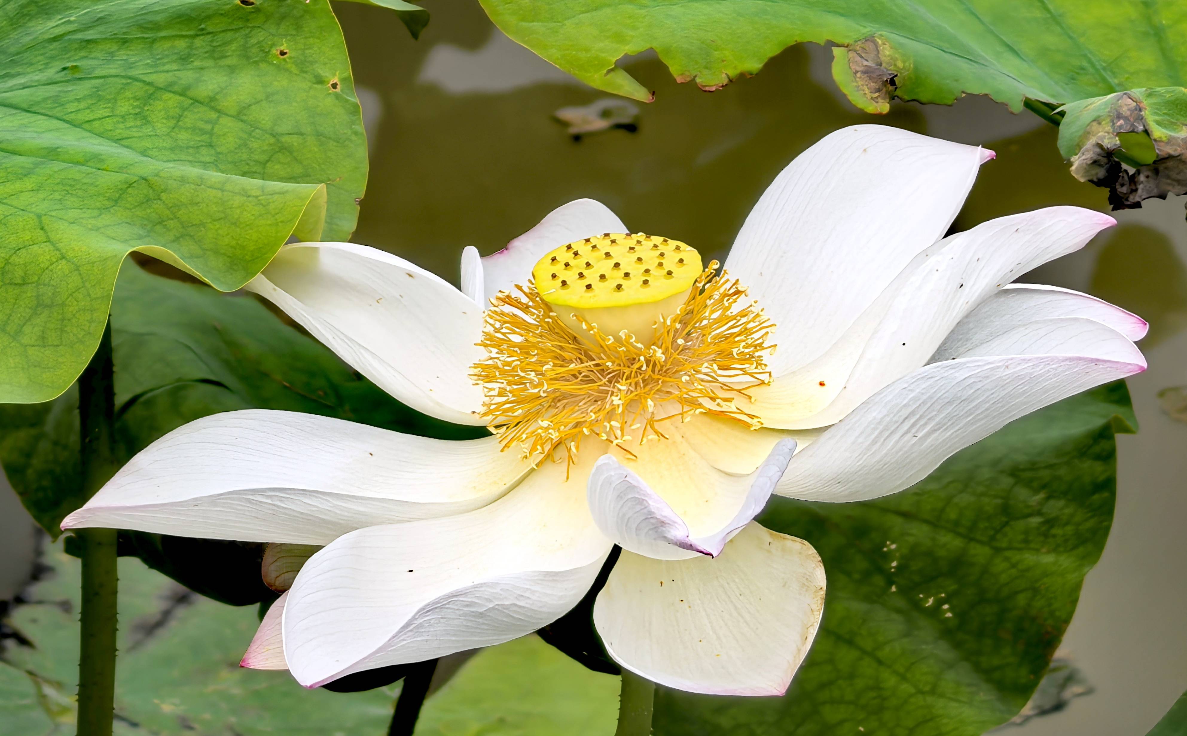 秋荷開(kāi)正艷 芙蓉映遠(yuǎn)山