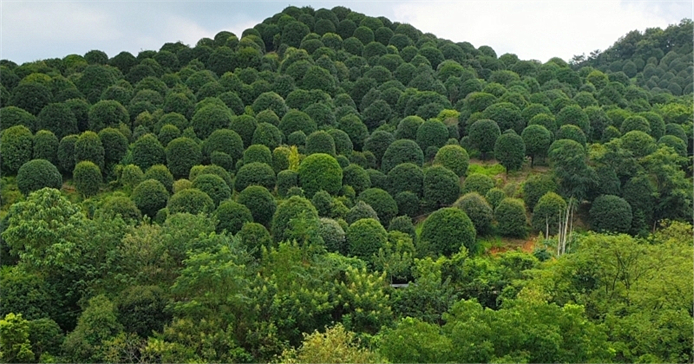 “桂林之花”來(lái)得不是時(shí)候