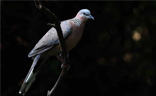 林中的斑鳩