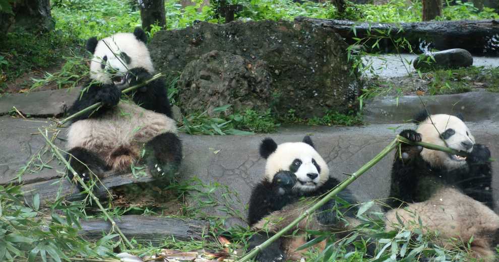 成渝三峡行之三：参观中国大熊猫保护研究中心都江堰基地