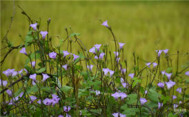 小小喇叭花