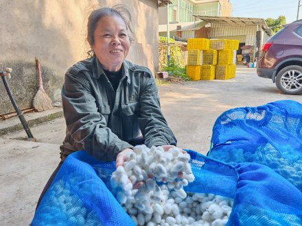 永?？h廣福鄉(xiāng)：秋繭收購(gòu)忙 “白繭子”鼓起蠶農(nóng)錢(qián)袋子